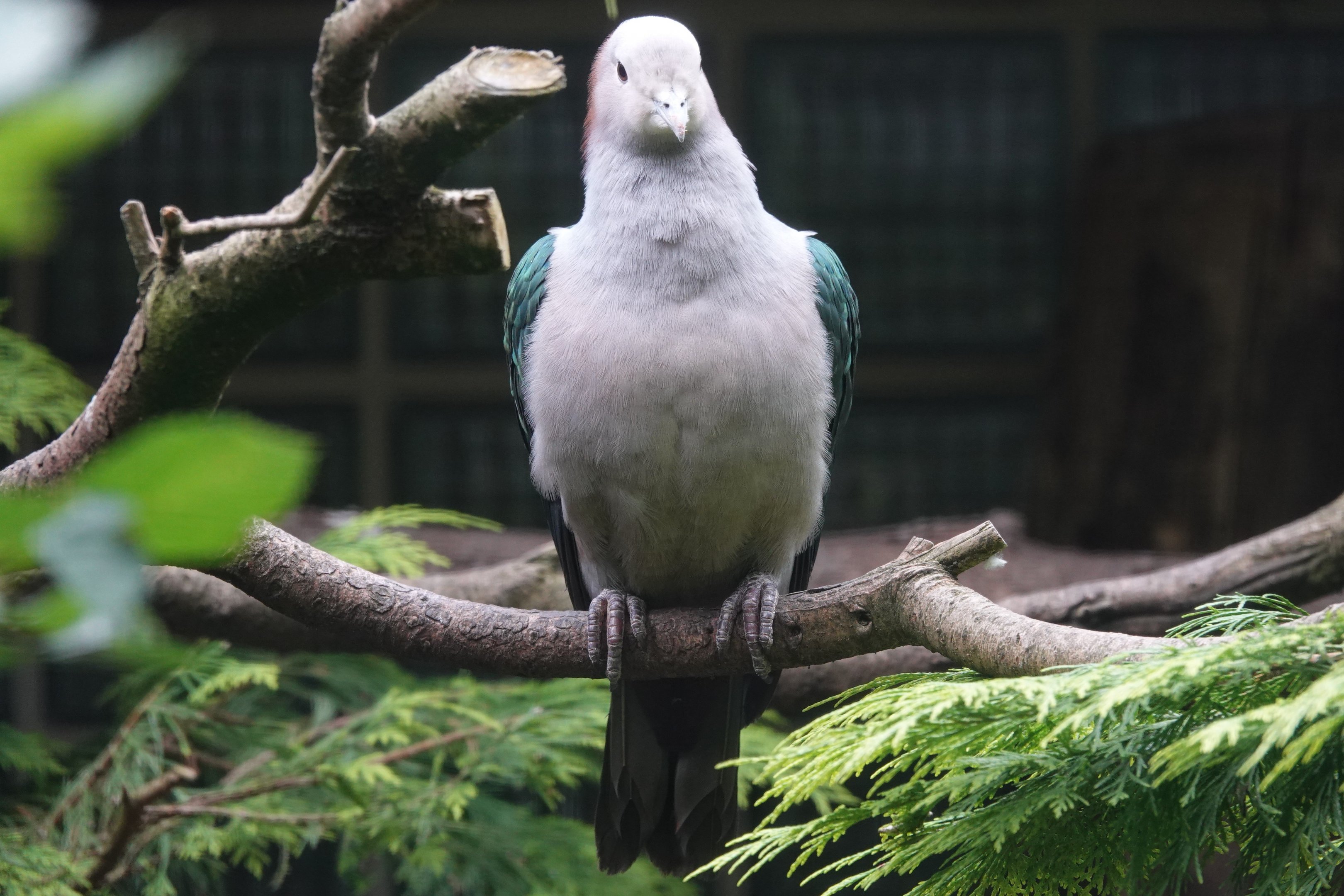 Chestnut-naped Imperial-Pigeon