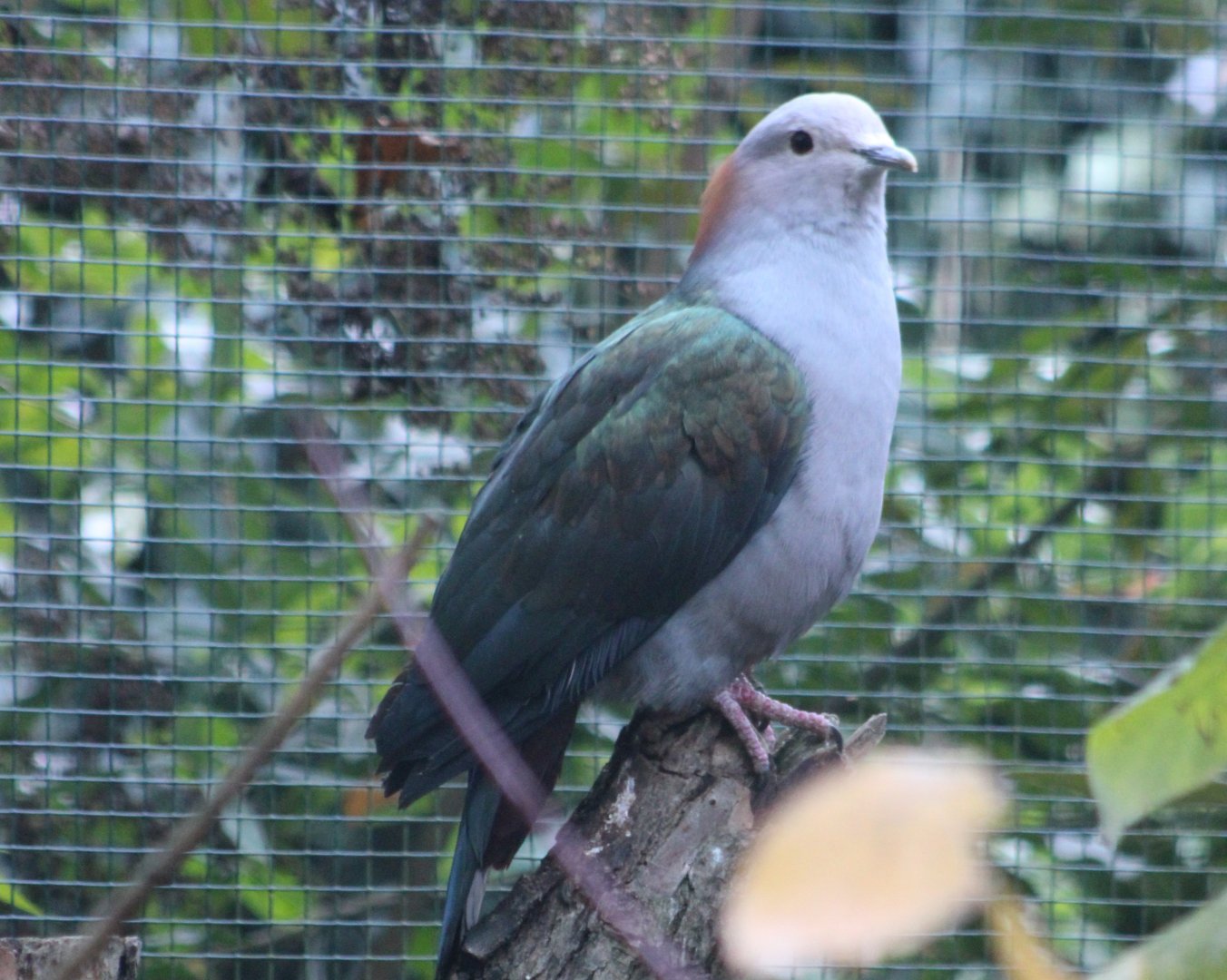 Chestnut-naped imperial pigeon