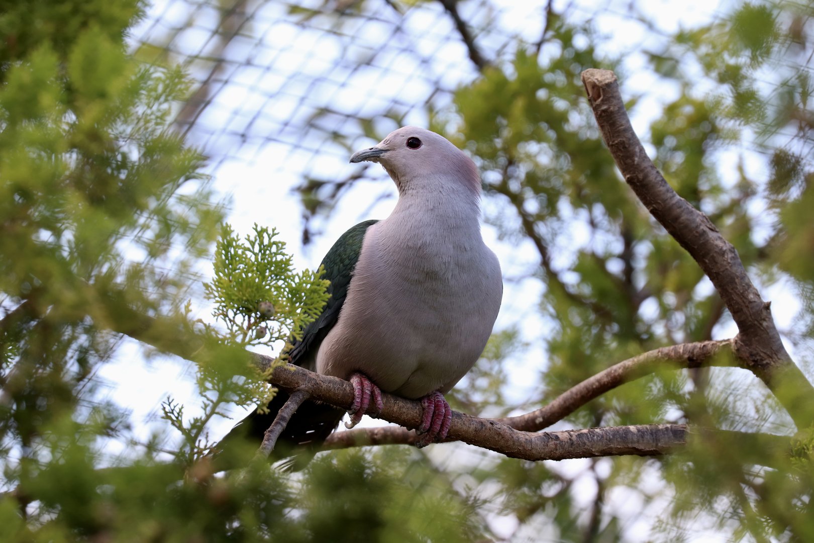 Chestnut-naped imperial-Pigeon