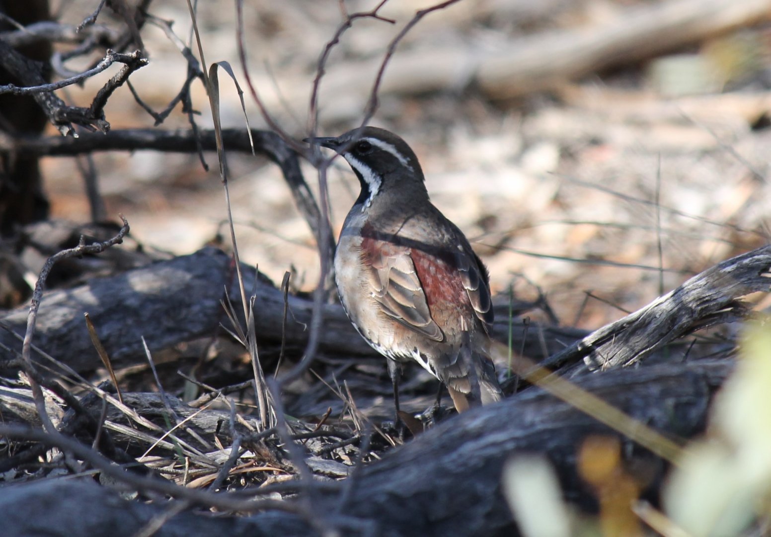 Chestnut Quail-thrush