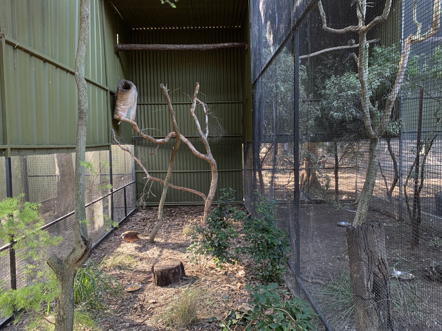 Chestnut Rail and Pied Currawong Aviary