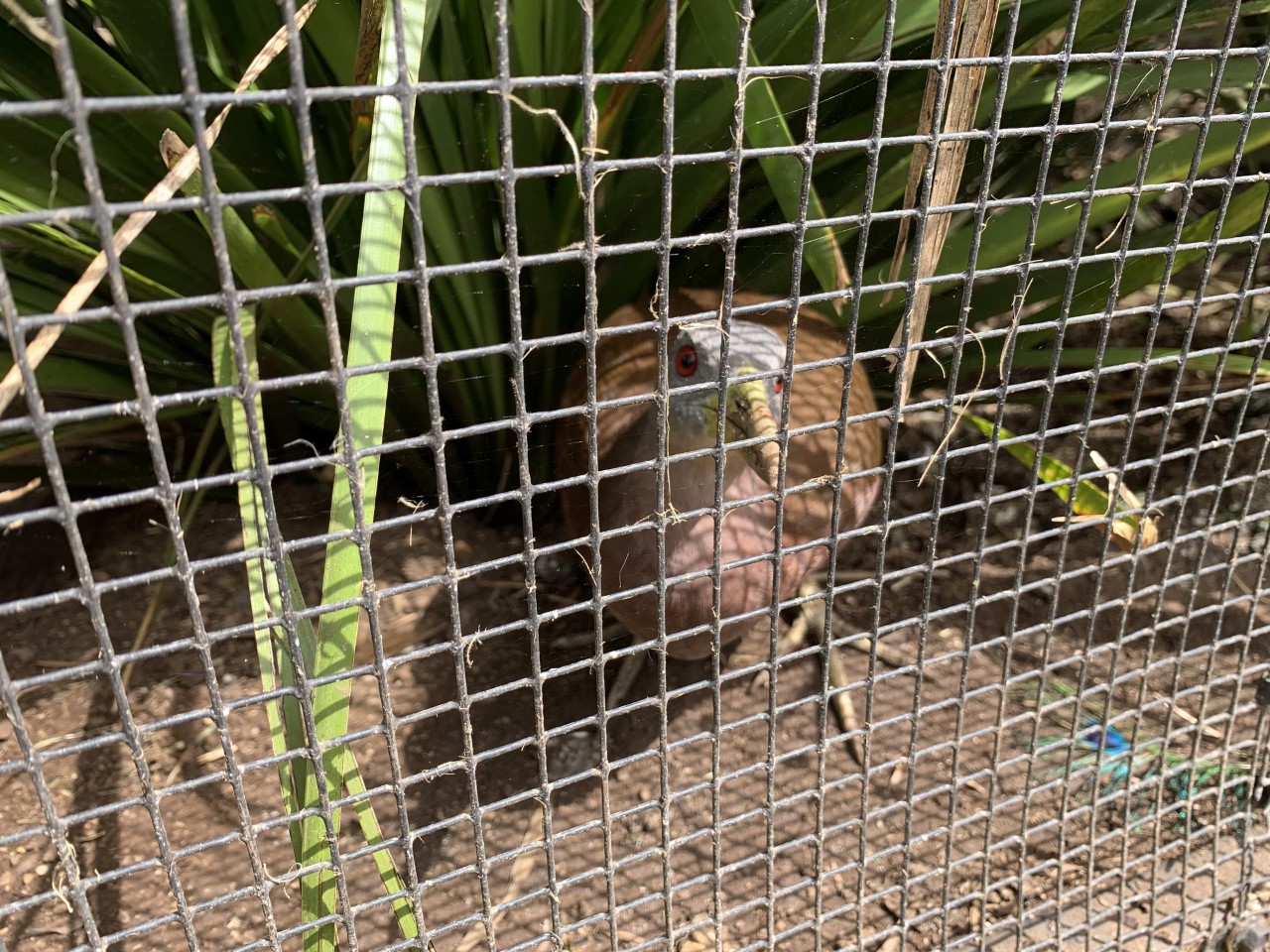 Chestnut Rail (Eulabeornis castaneoventris)