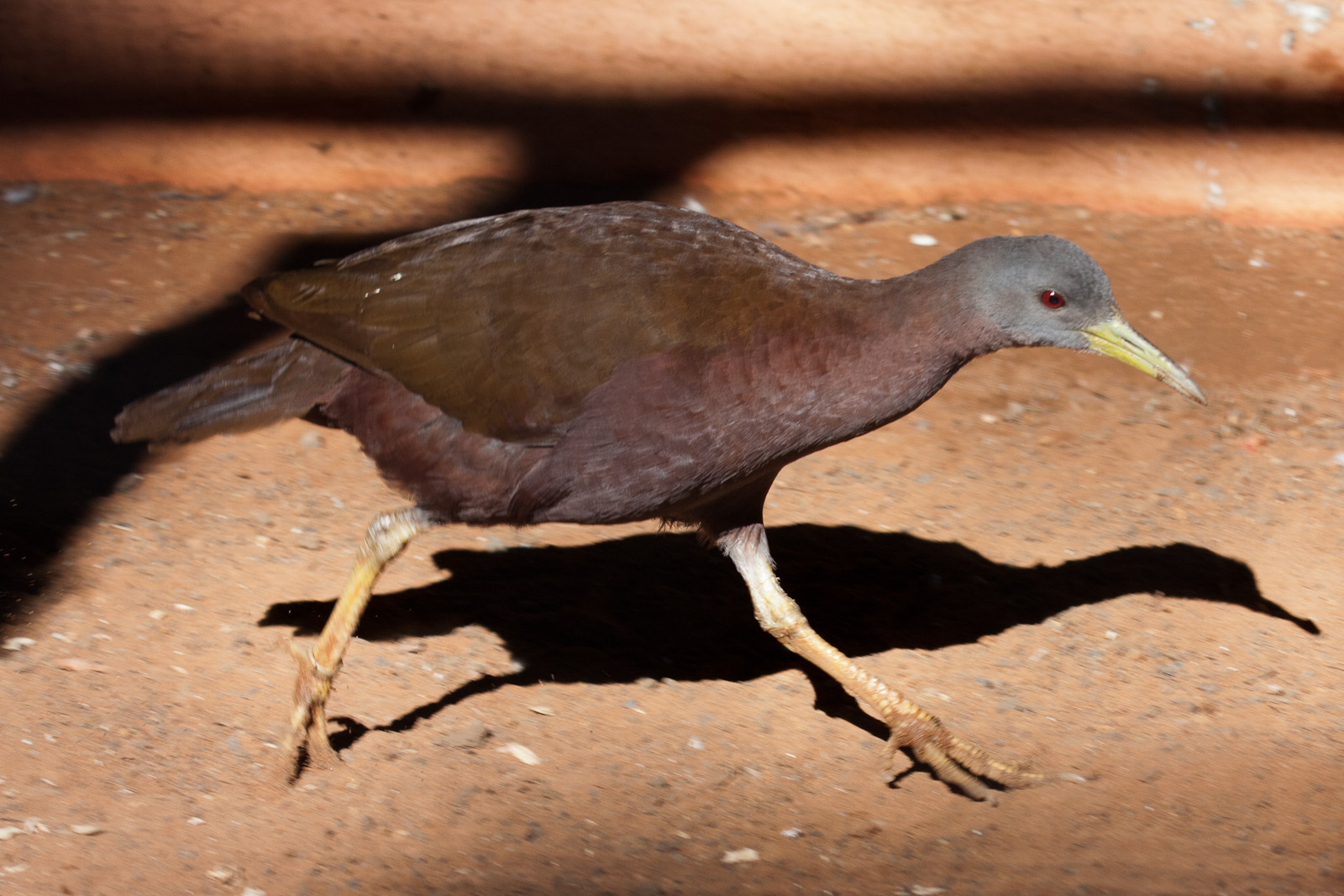 Chestnut Rail, Jul 2011