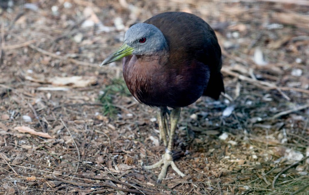 Chestnut Rail