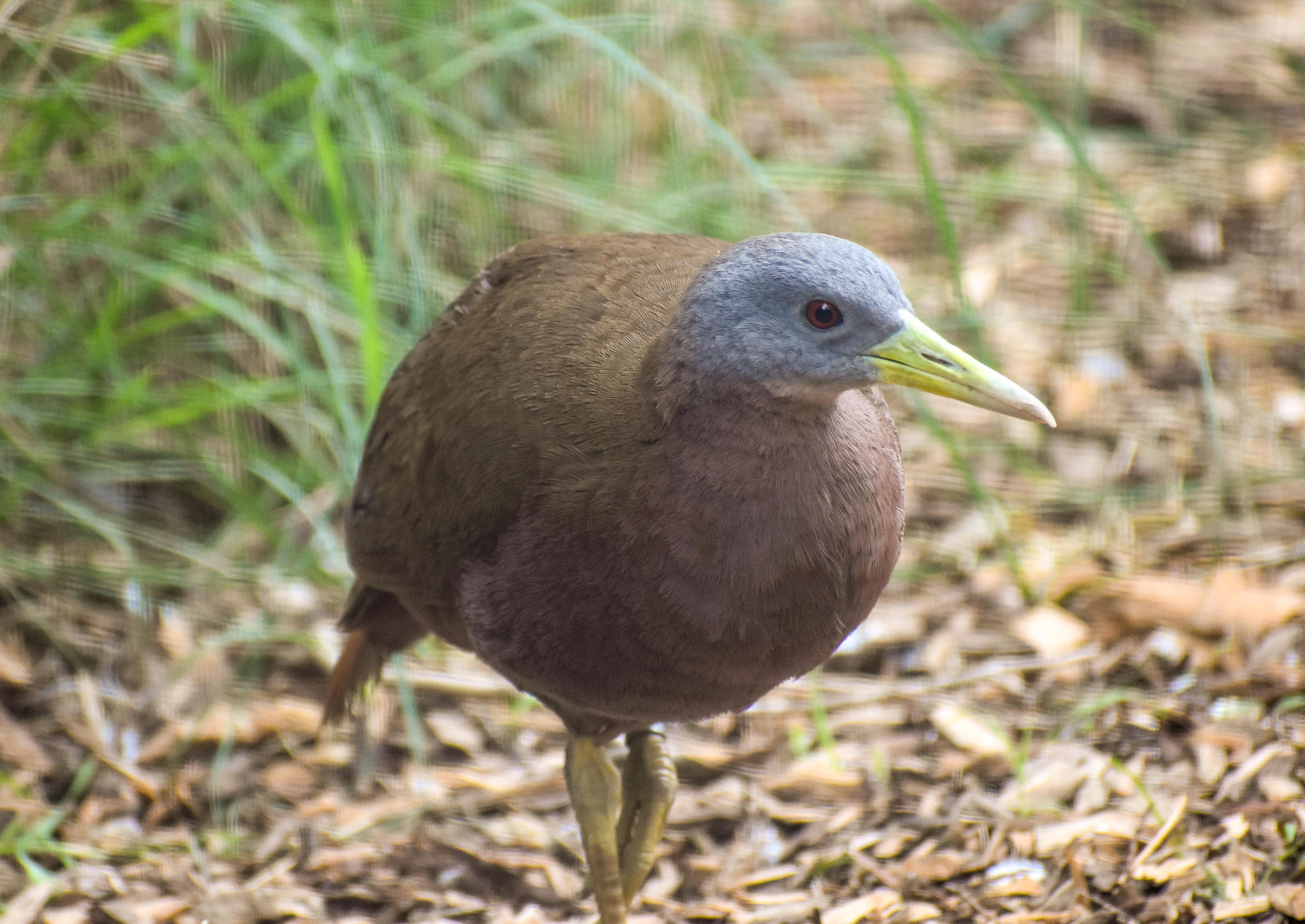 Chestnut Rail