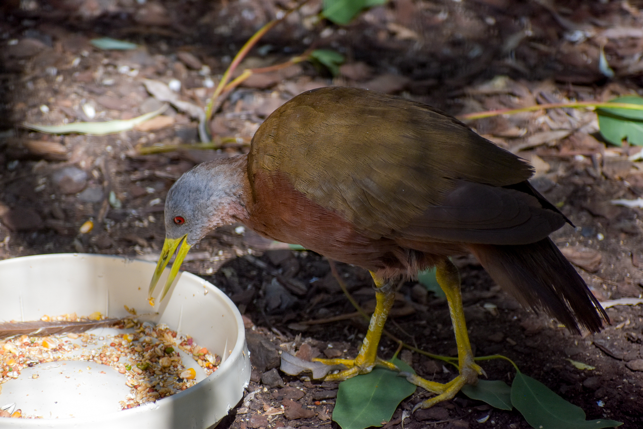 Chestnut Rail
