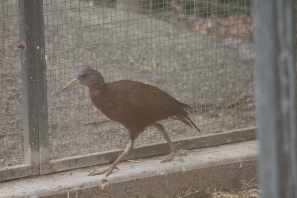 Chestnut Rail