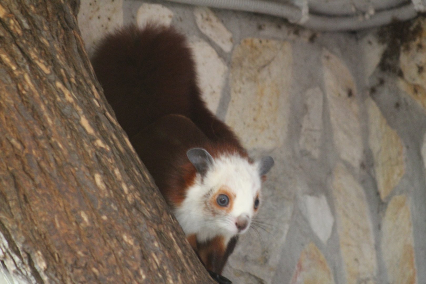 Chestnut Red-and-White Giant Flying Squirrel