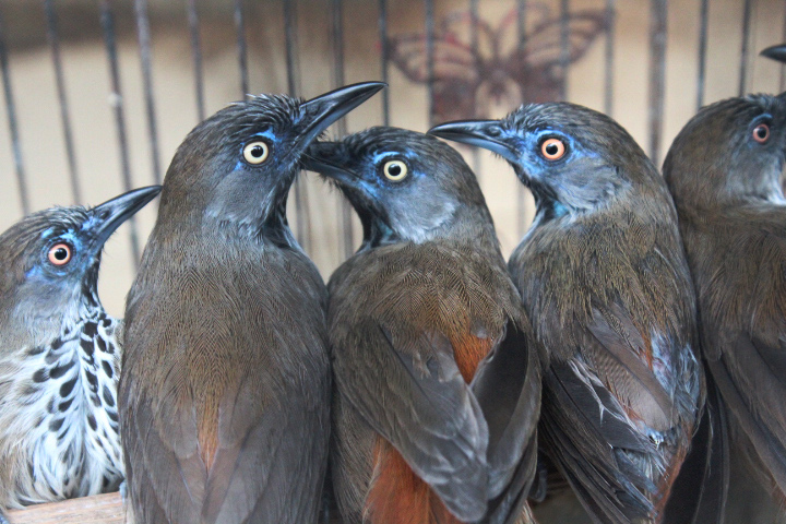 Chestnut-rumped babbler (Stachyris maculata maculata)