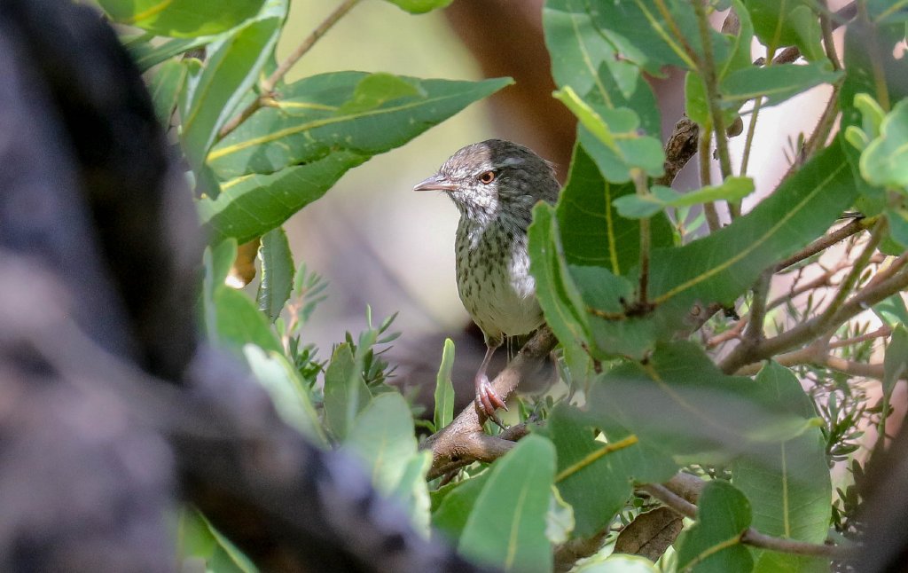 Chestnut-rumped Heathwren