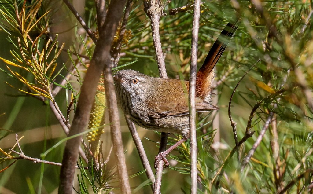 Chestnut-rumped Heathwren
