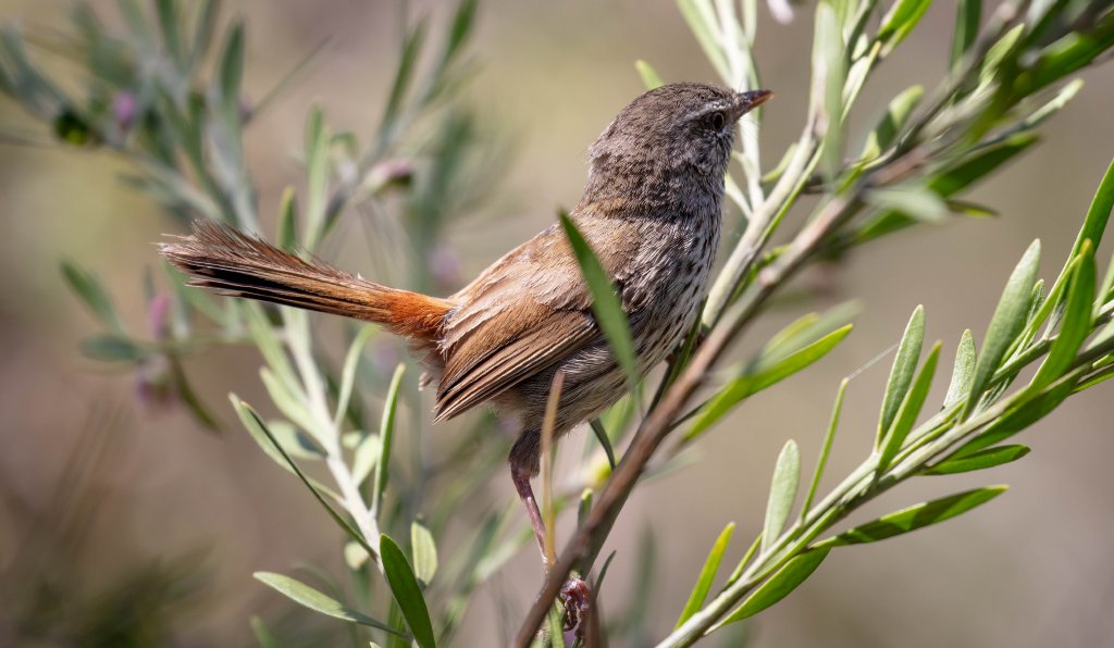 Chestnut-rumped Heathwren