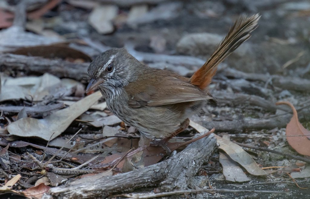 Chestnut-rumped Heathwren