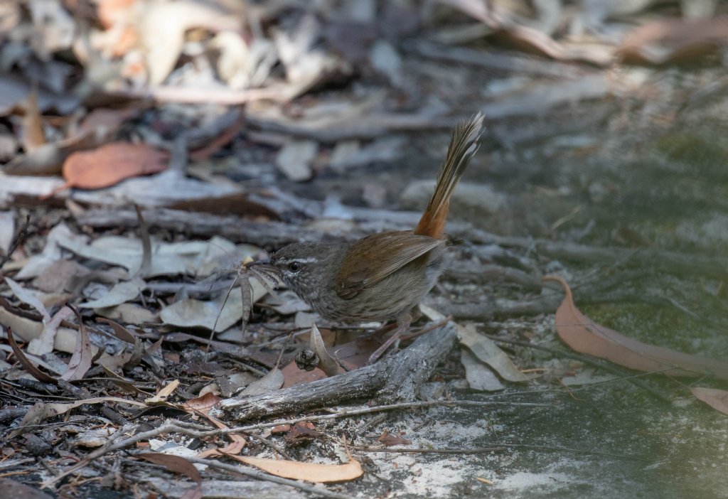 Chestnut-rumped Heathwren