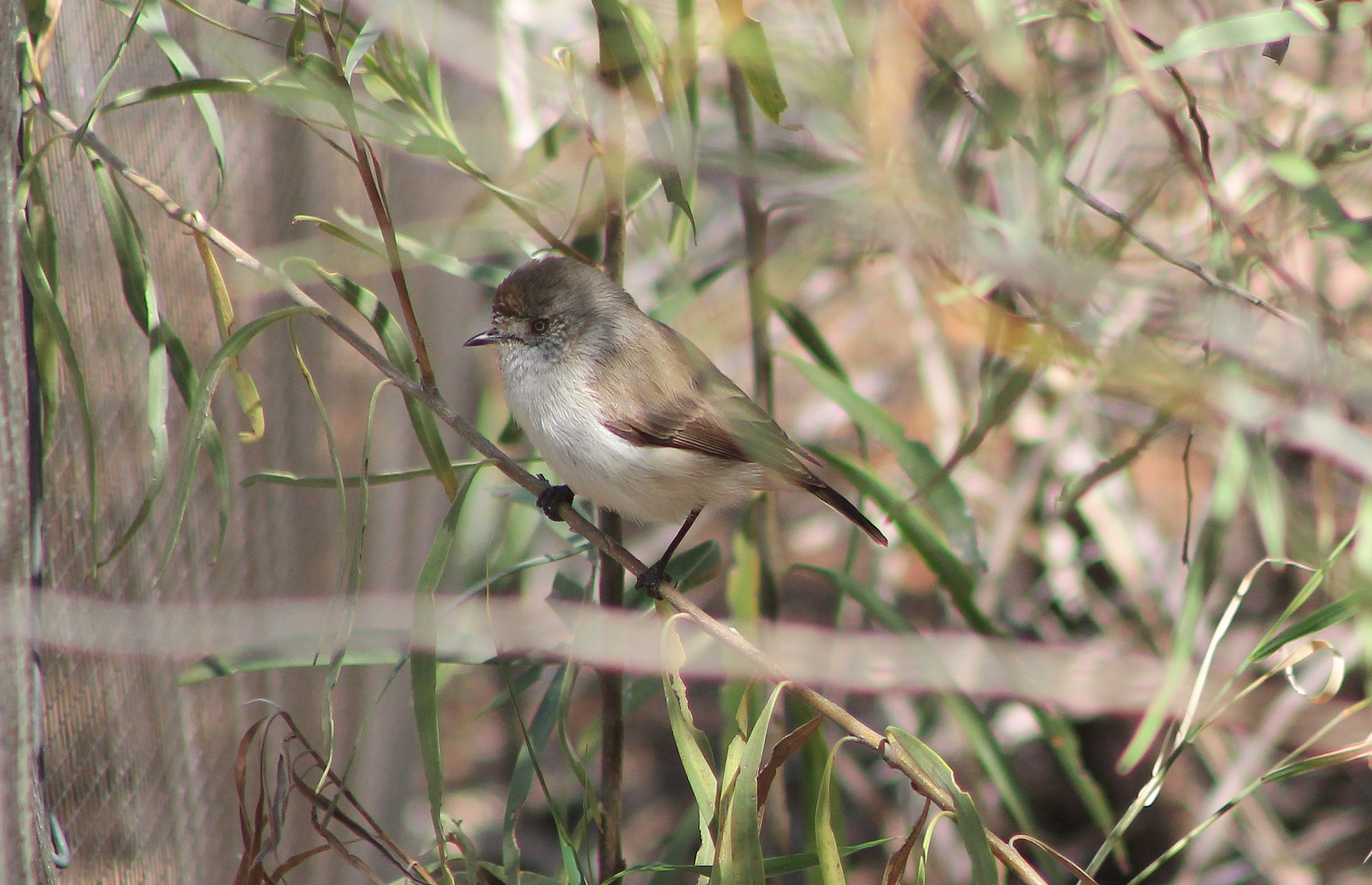 Chestnut-rumped Thornbill (Acanthiza uropygialis)