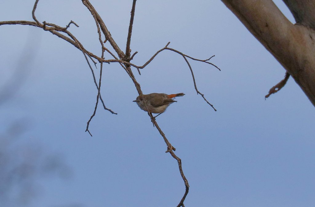 Chestnut-rumped Thornbill