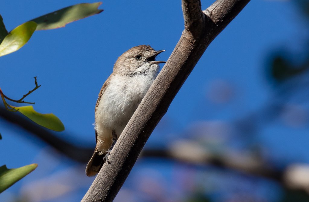 Chestnut-rumped Thornbill