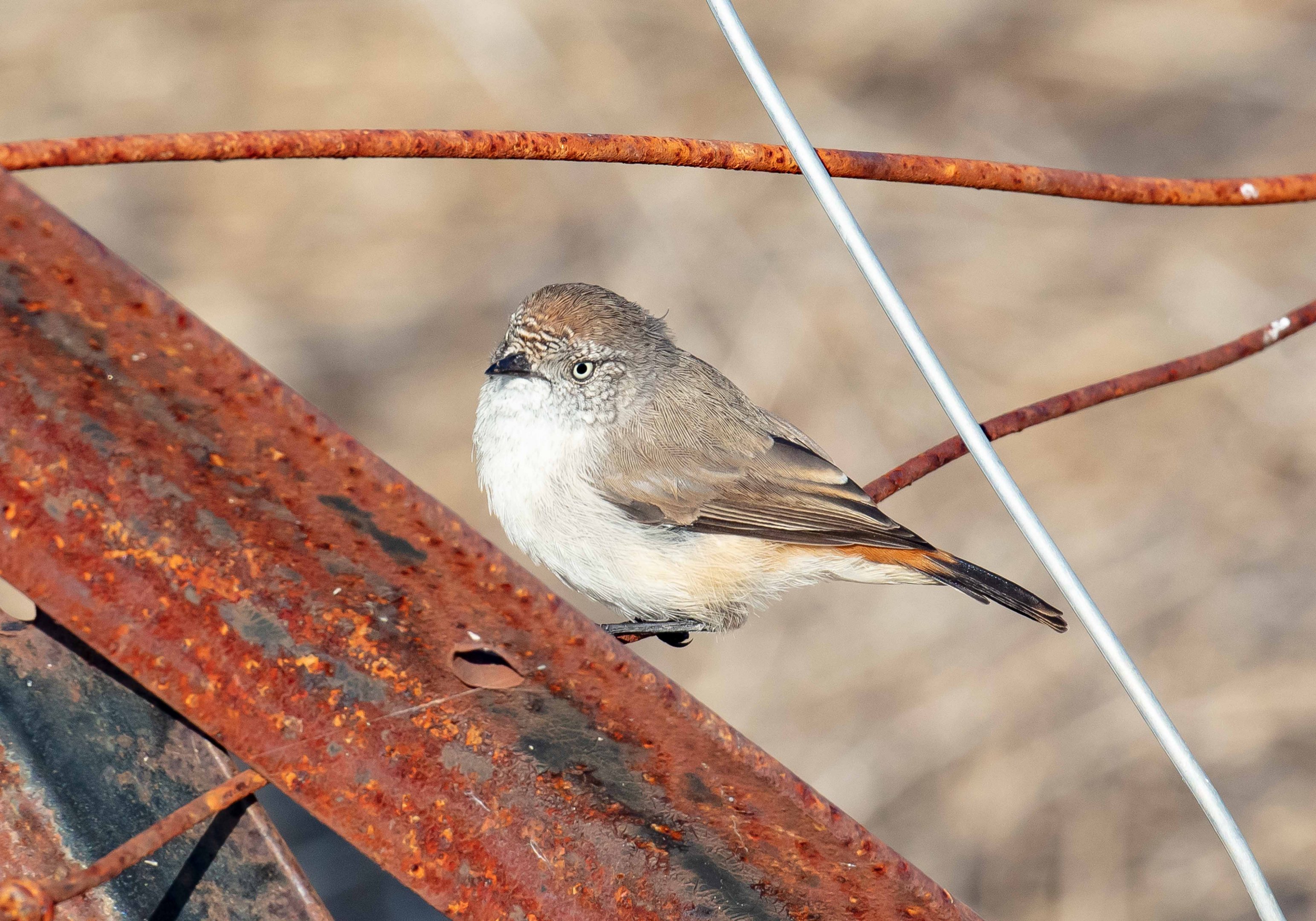 Chestnut-rumped Thornbill