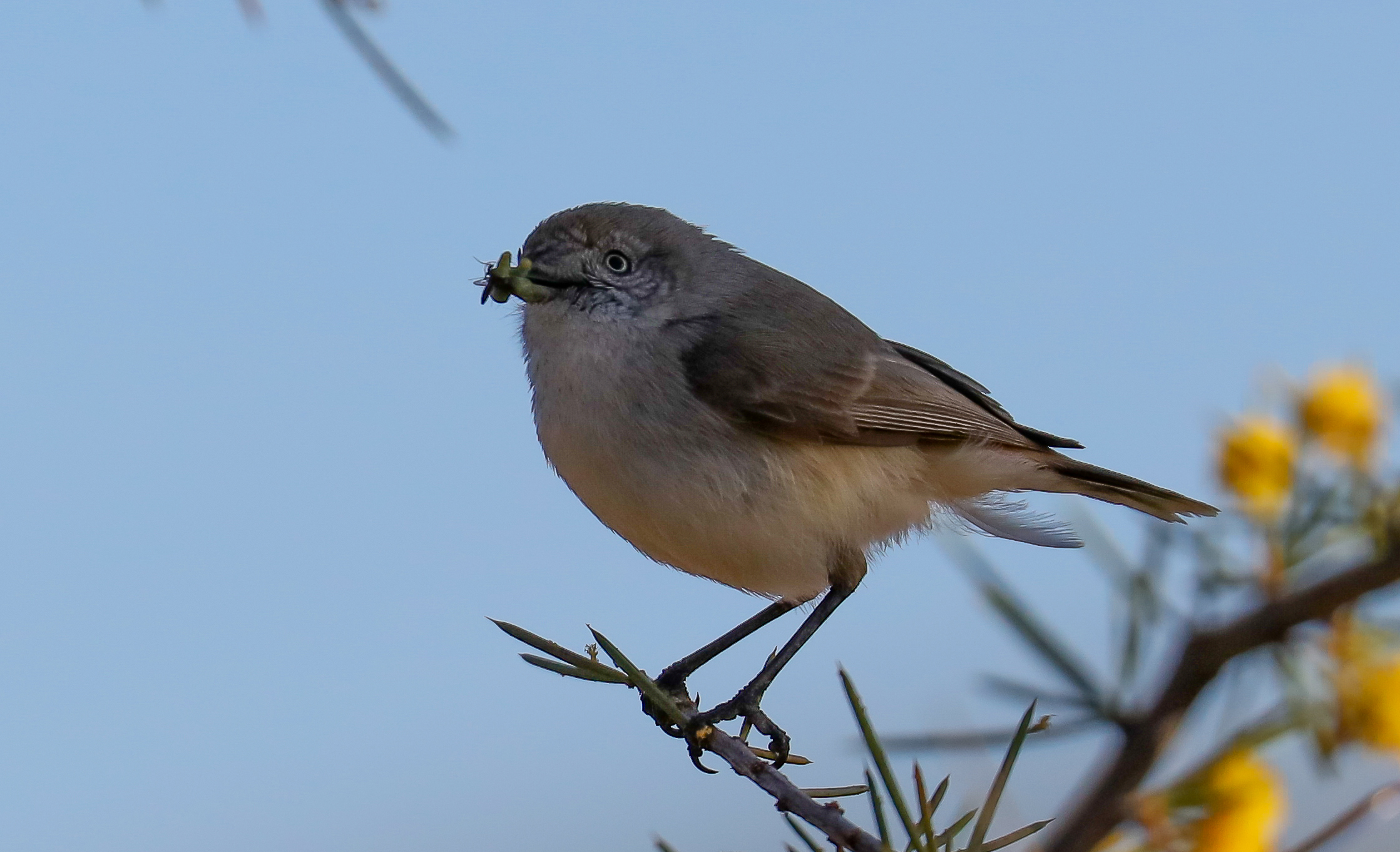 Chestnut-rumped Thornbill