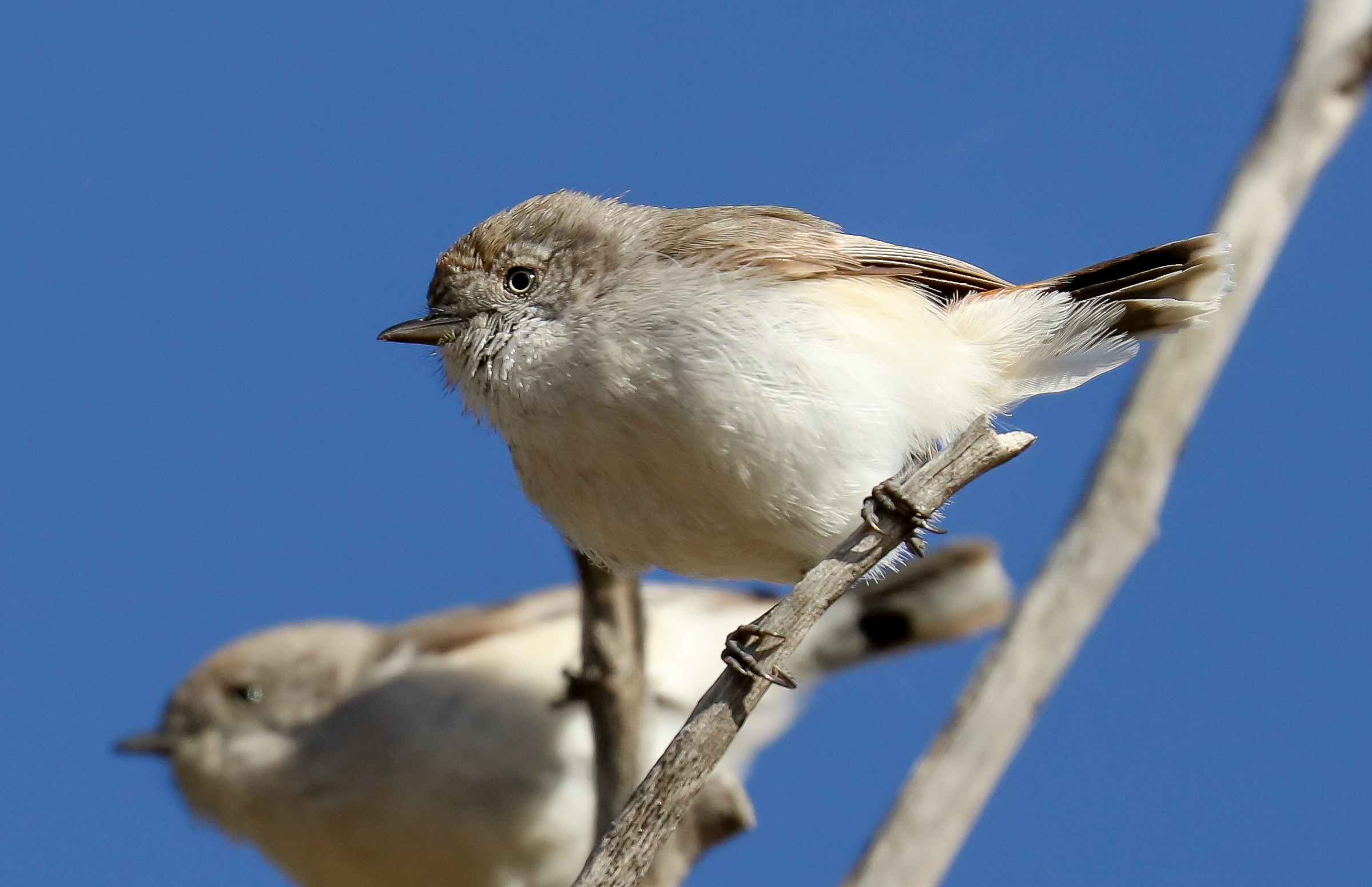 Chestnut-rumped Thornbill