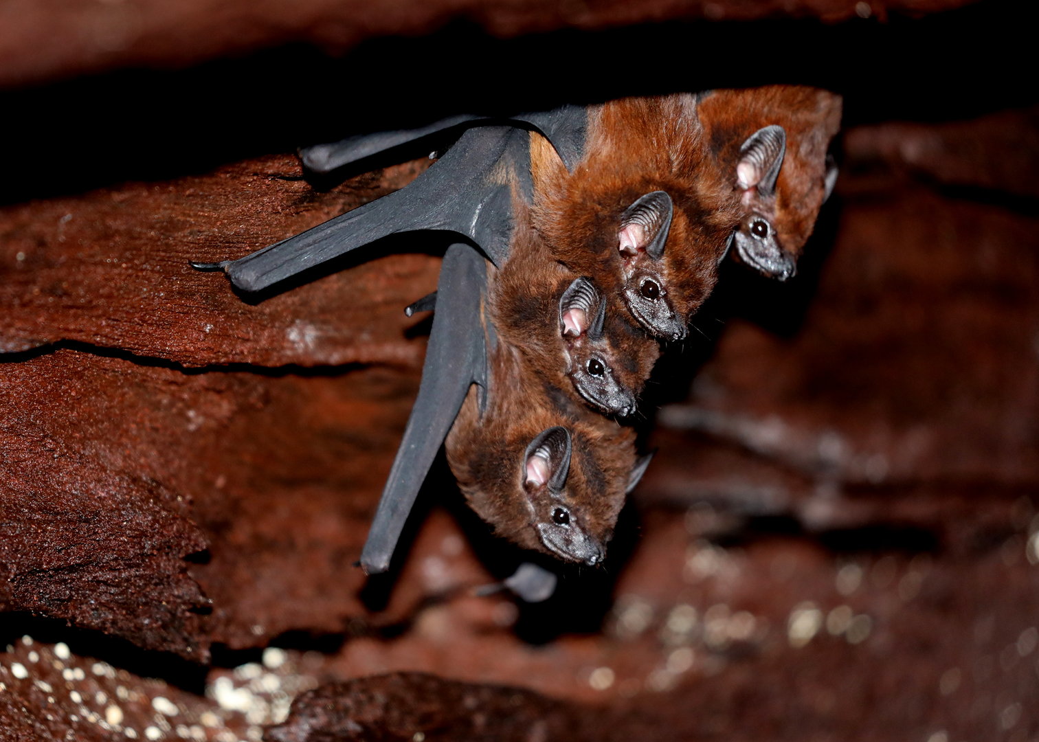 chestnut sac-winged bat (Cormura brevirostris)