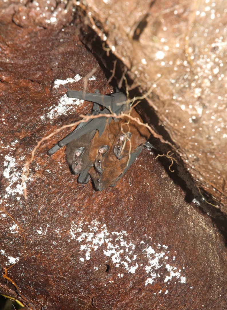 Chestnut Sac-winged Bat (Cormura brevirostris)
