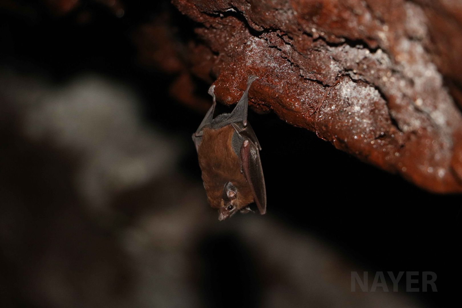 Chestnut sac-winged bat, Peruvian Amazon, May 2016