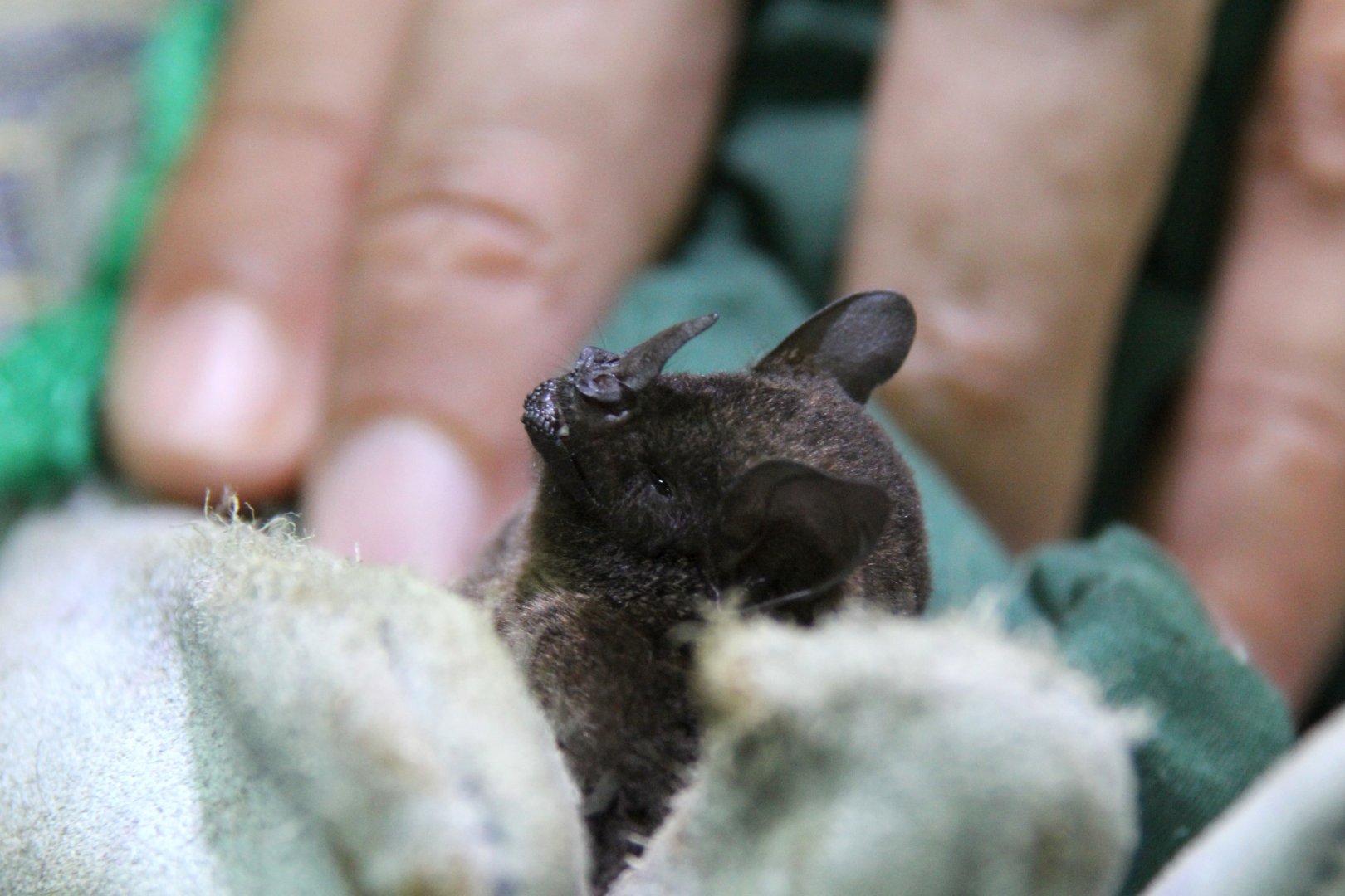 chestnut short-tailed bat (Carollia castanea)