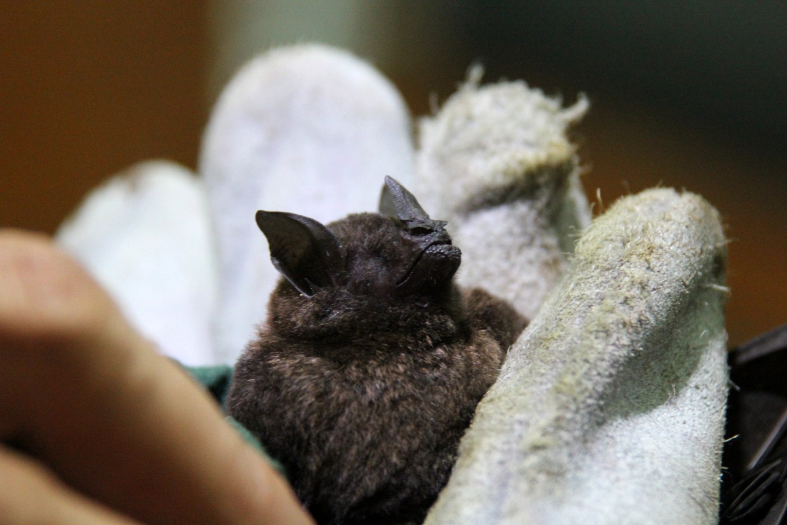 chestnut short-tailed bat (Carollia castanea)