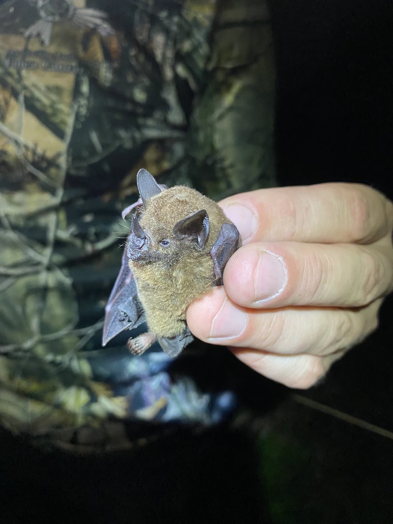 Chestnut Short-tailed Bat (Carollia castanea)