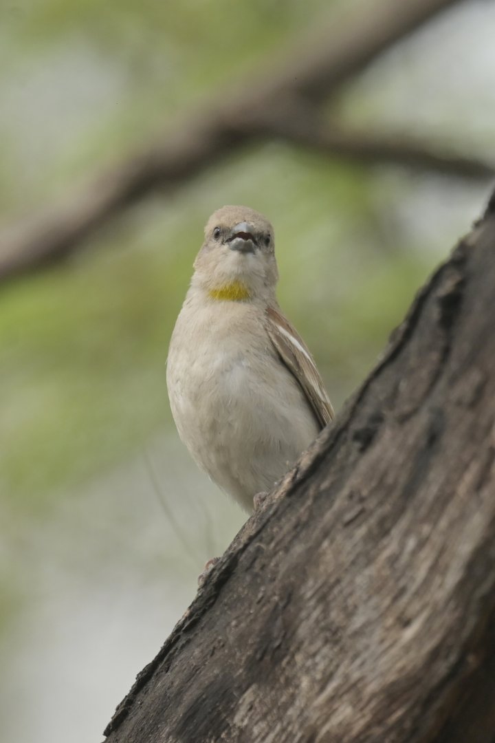 Chestnut-shouldered Petronia Gymnoris xanthocollis