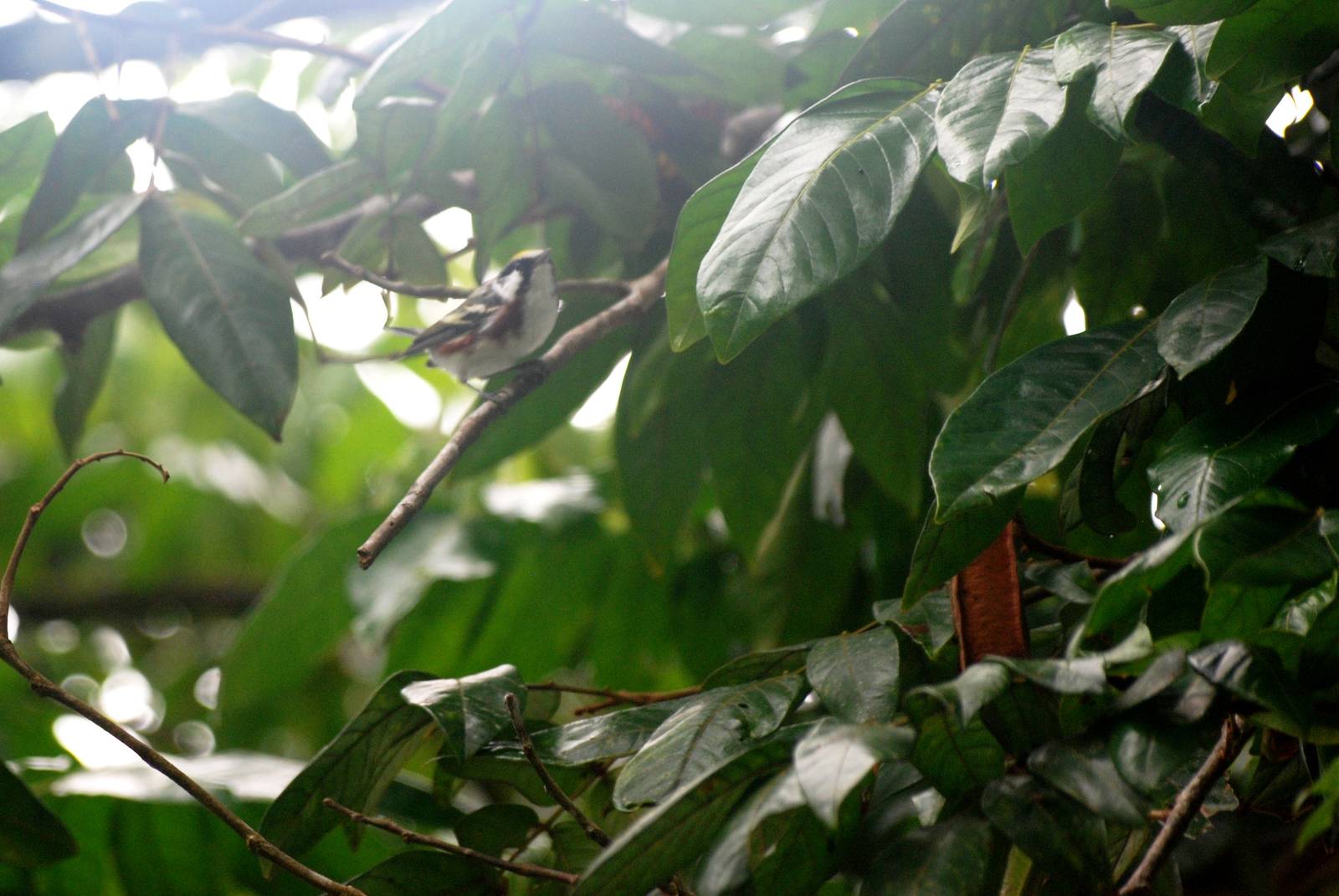 Chestnut-sided Warbler in Tortuguero, 14/04/14