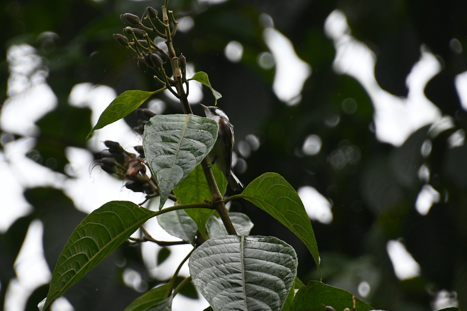 Chestnut-sided Warbler (Setophaga pensylvanica)