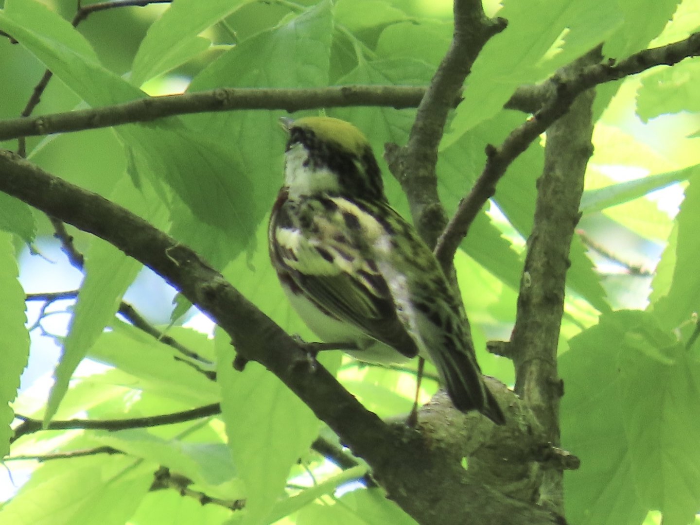 Chestnut-sided Warbler (Setophaga pensylvanica)