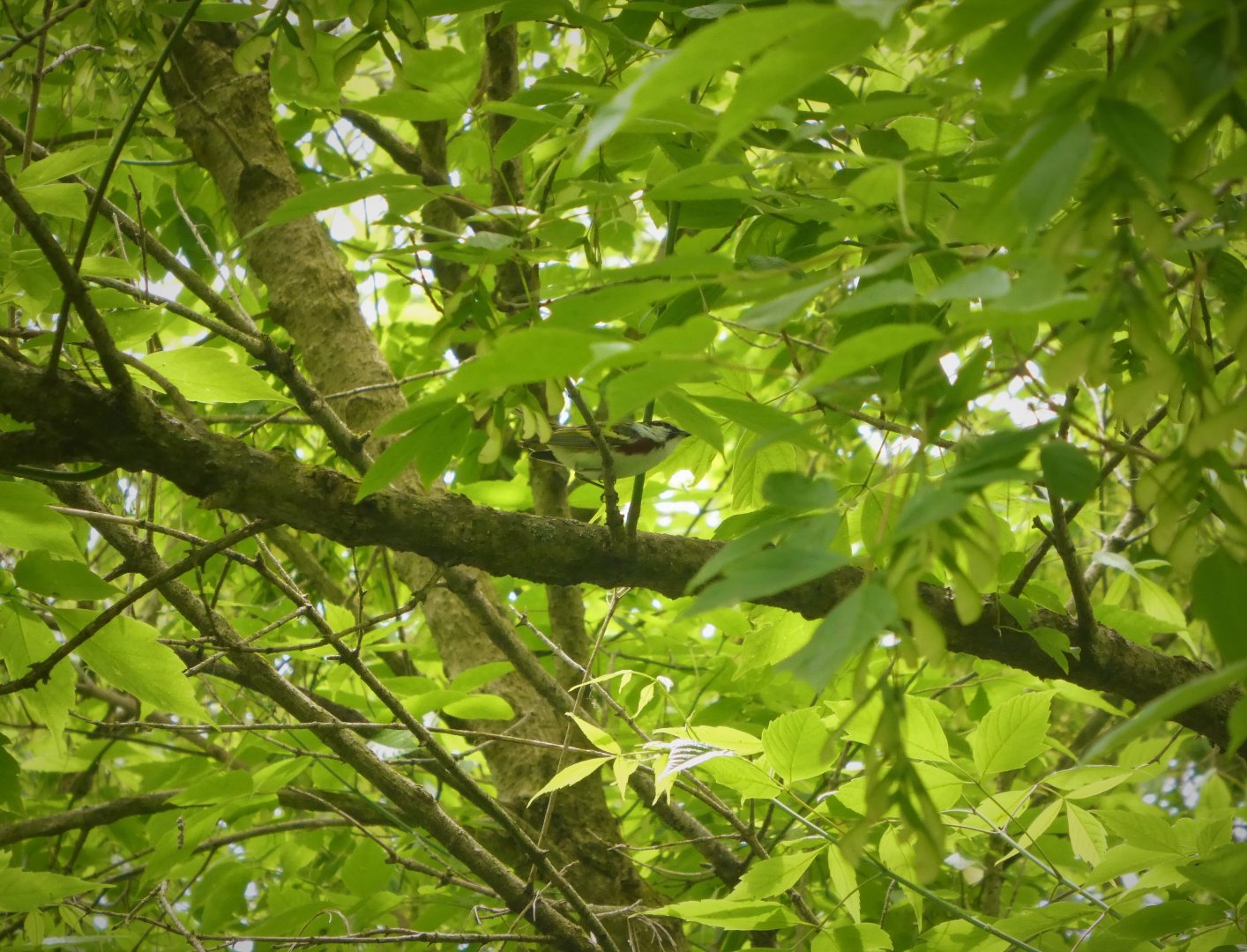 Chestnut-sided Warbler