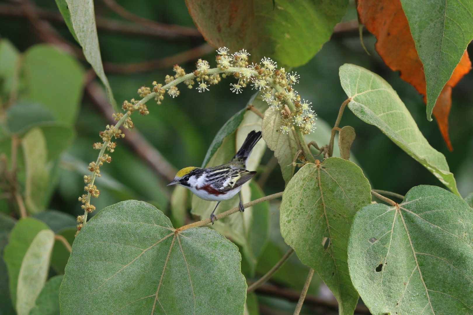 Chestnut-sided Warbler