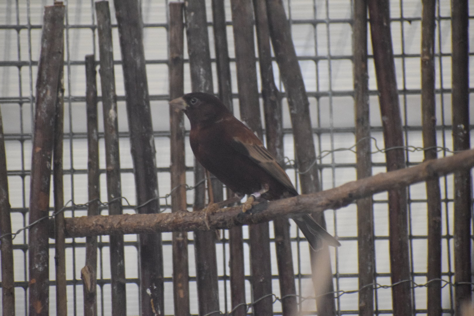 Chestnut sparrow - August 2023