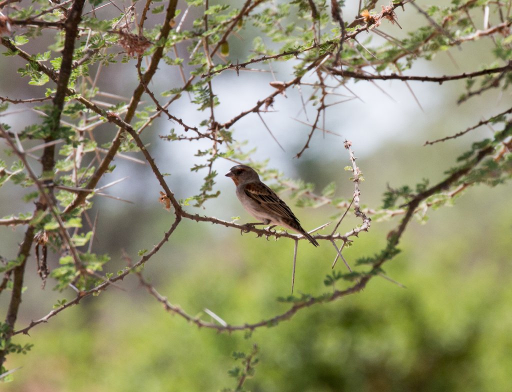 Chestnut Sparrow female