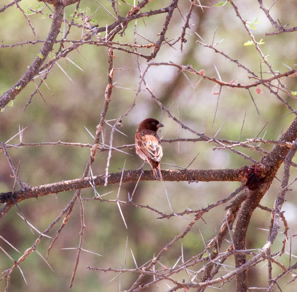 Chestnut Sparrow male