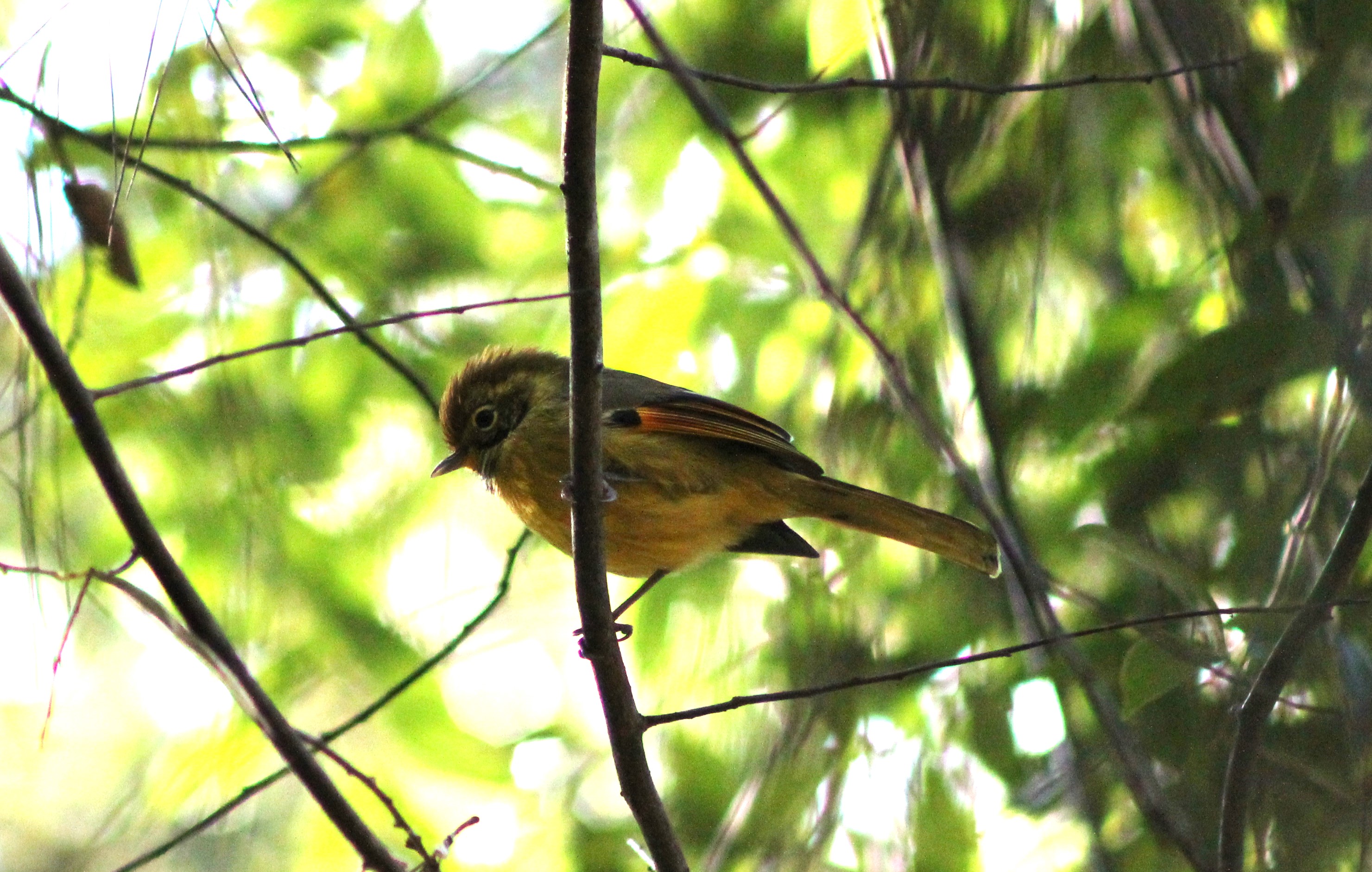 Chestnut-tailed Minla (Actinodura strigula)