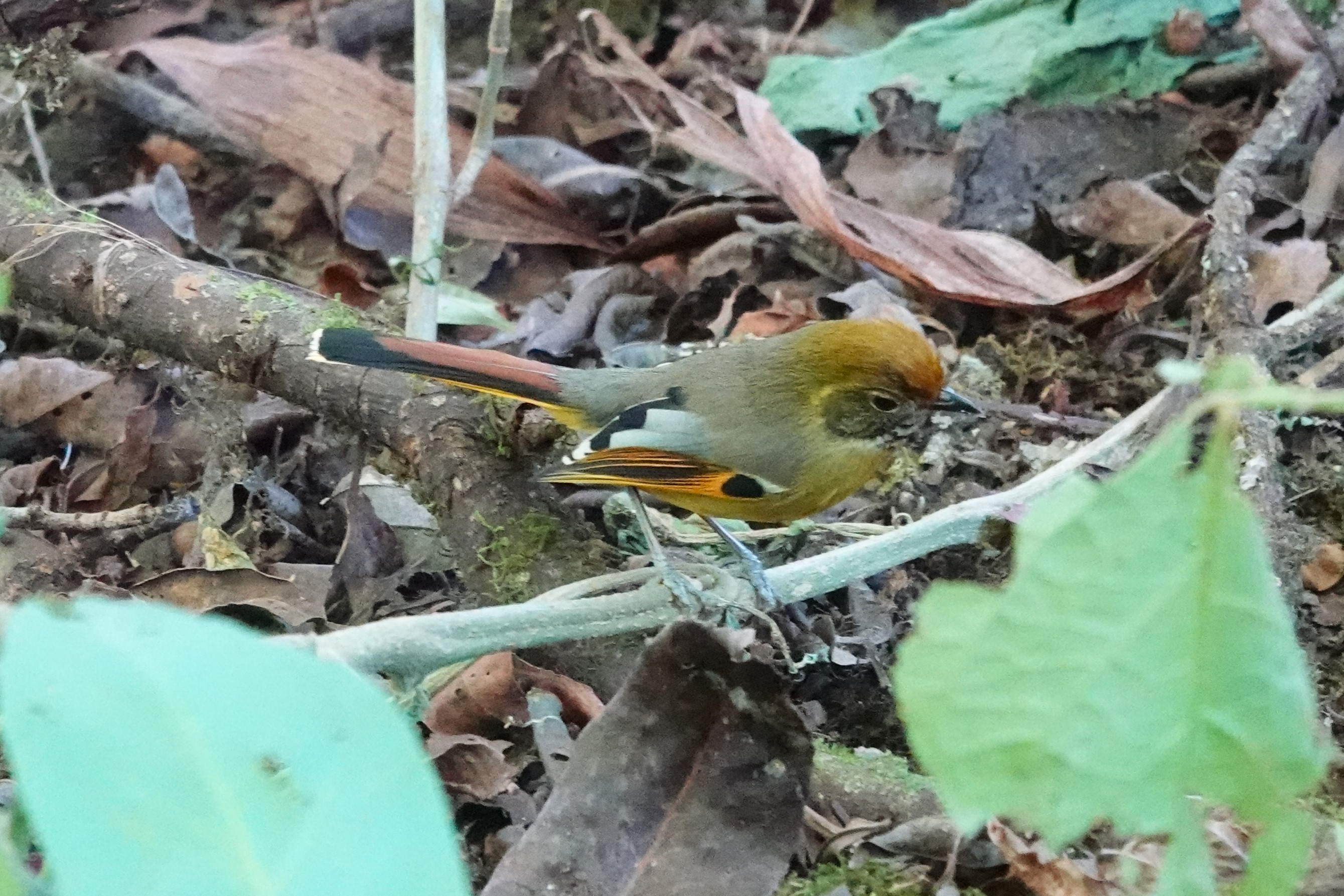 Chestnut-tailed Minla
