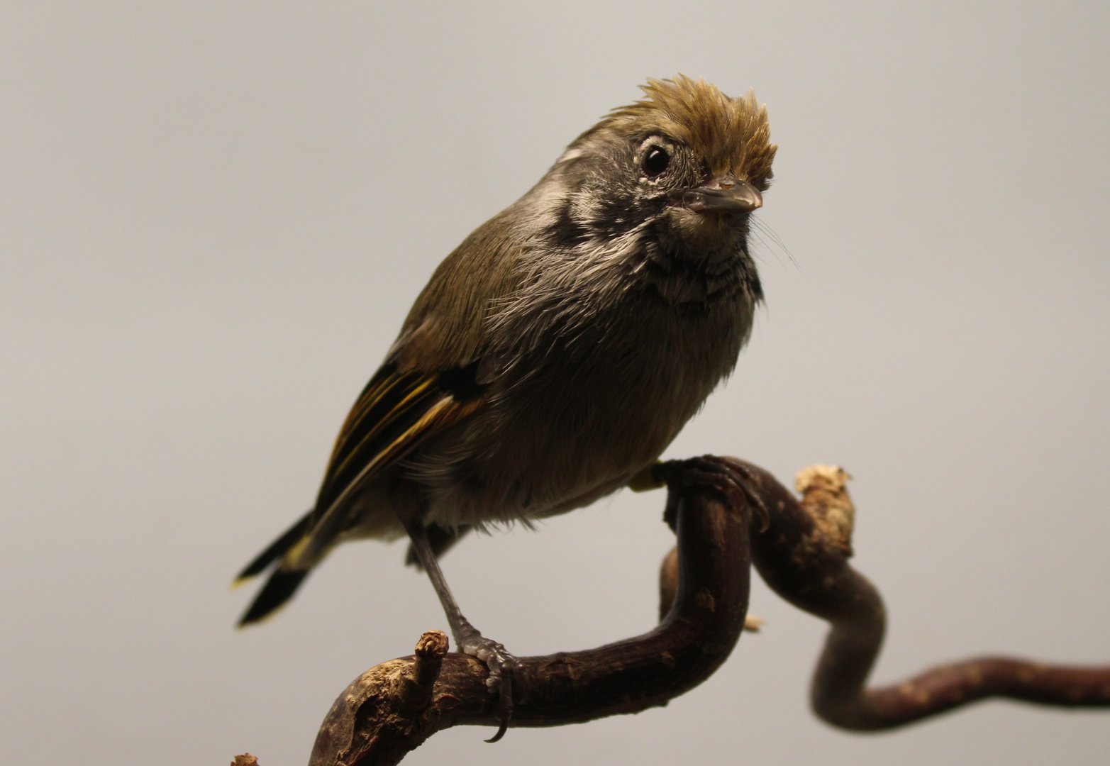 Chestnut-tailed minla