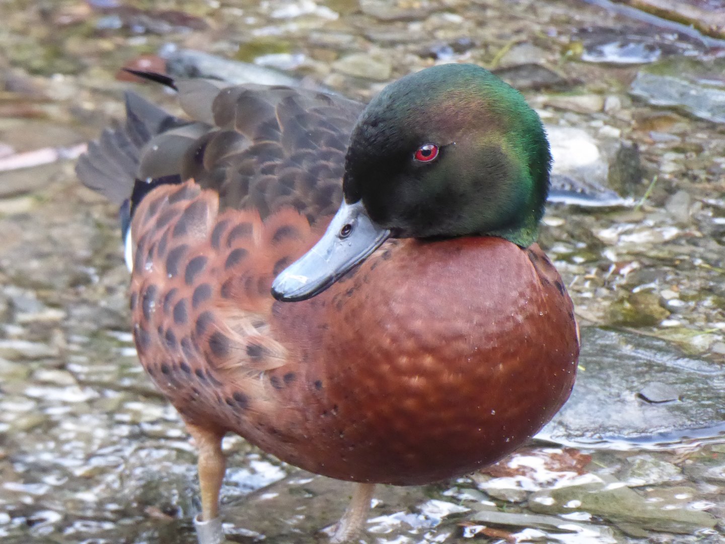 Chestnut teal 040319