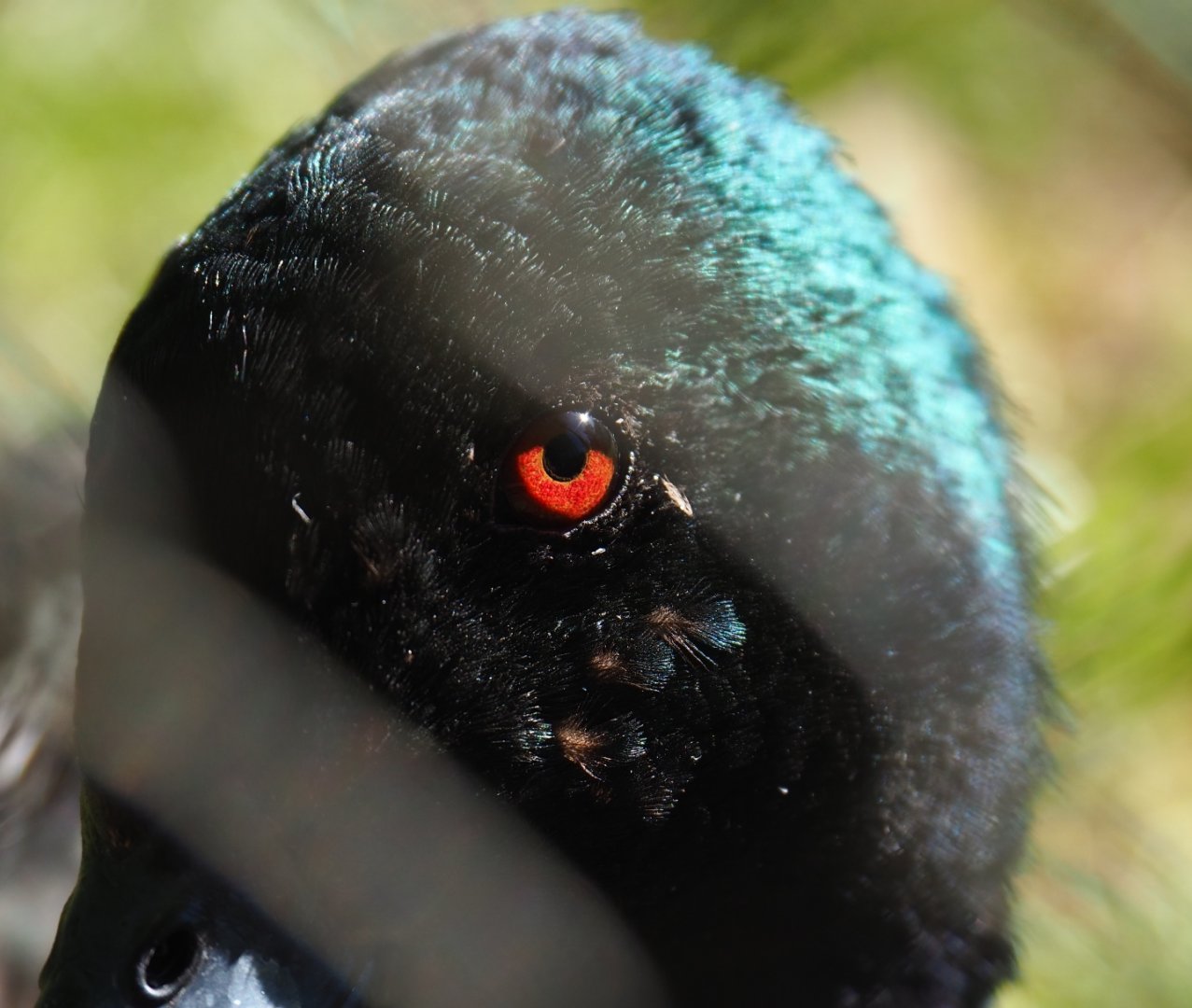 Chestnut teal (Anas castanea), 2019-05-31