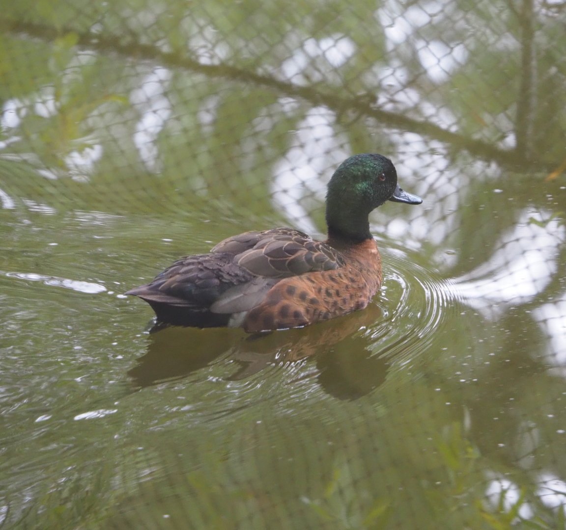 Chestnut teal (Anas castanea), 2021-07-03