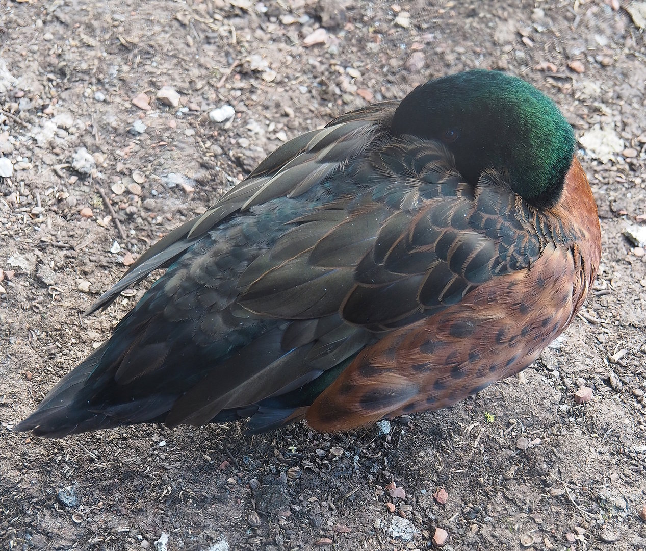 Chestnut teal (Anas castanea), 2022-07-16