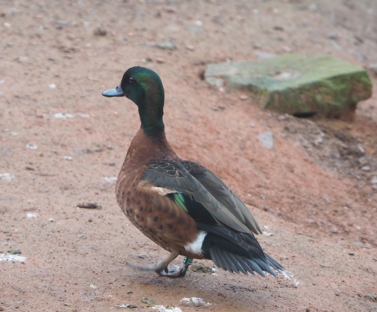 Chestnut teal (Anas castanea), 2023-02-19