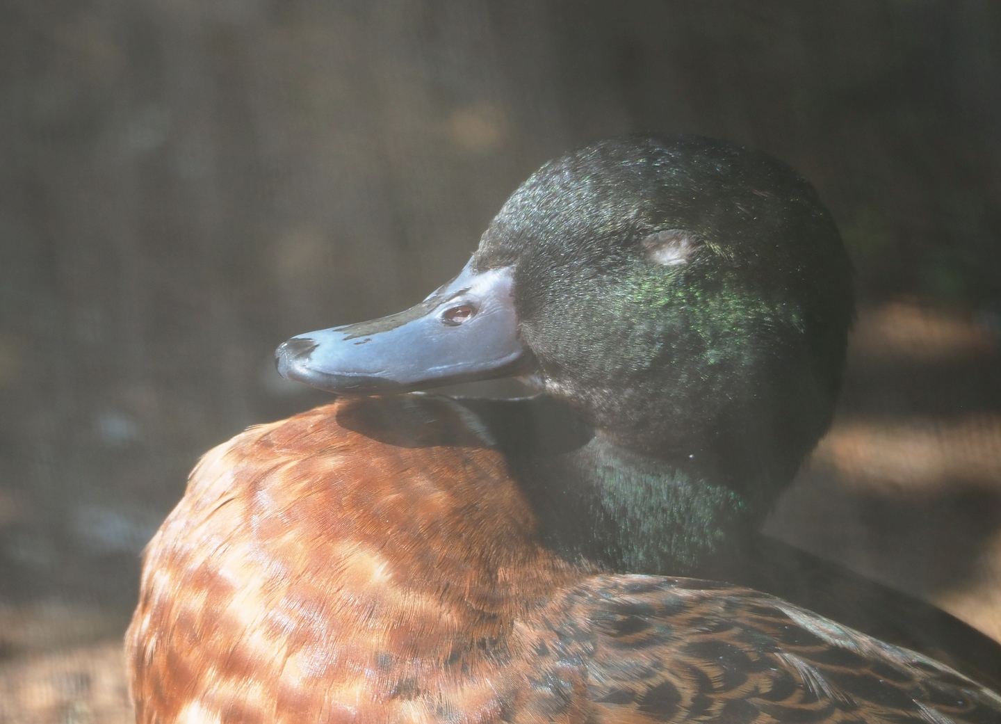 Chestnut teal (Anas castanea), 2023-07-08