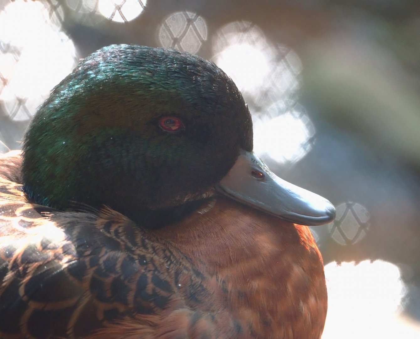 Chestnut teal (Anas castanea), 2023-07-26