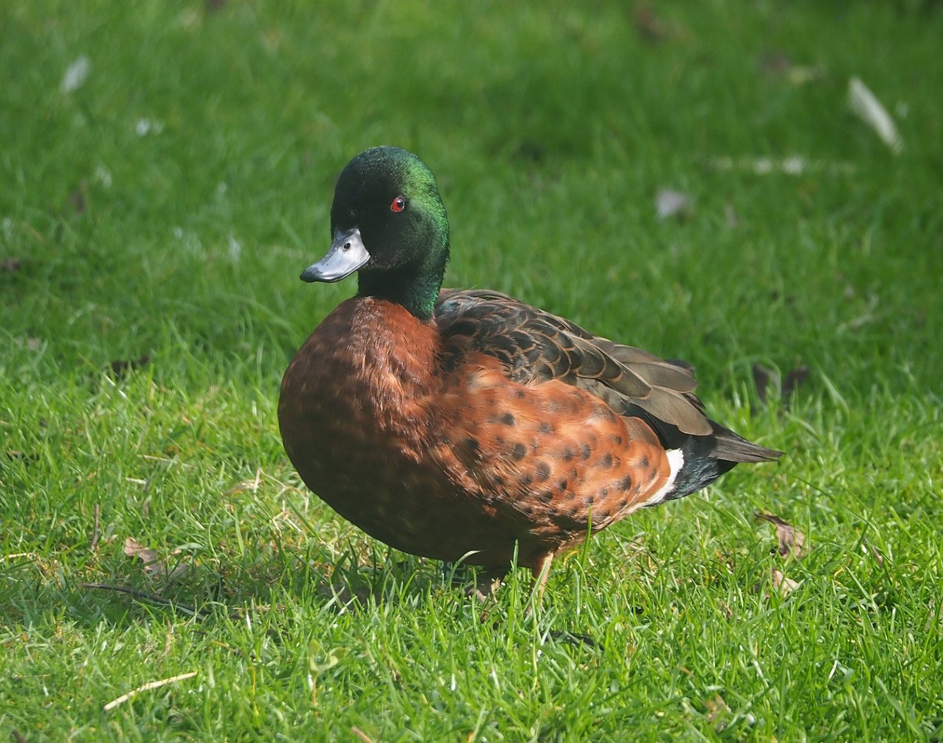 Chestnut teal (Anas castanea), 2024-03-04